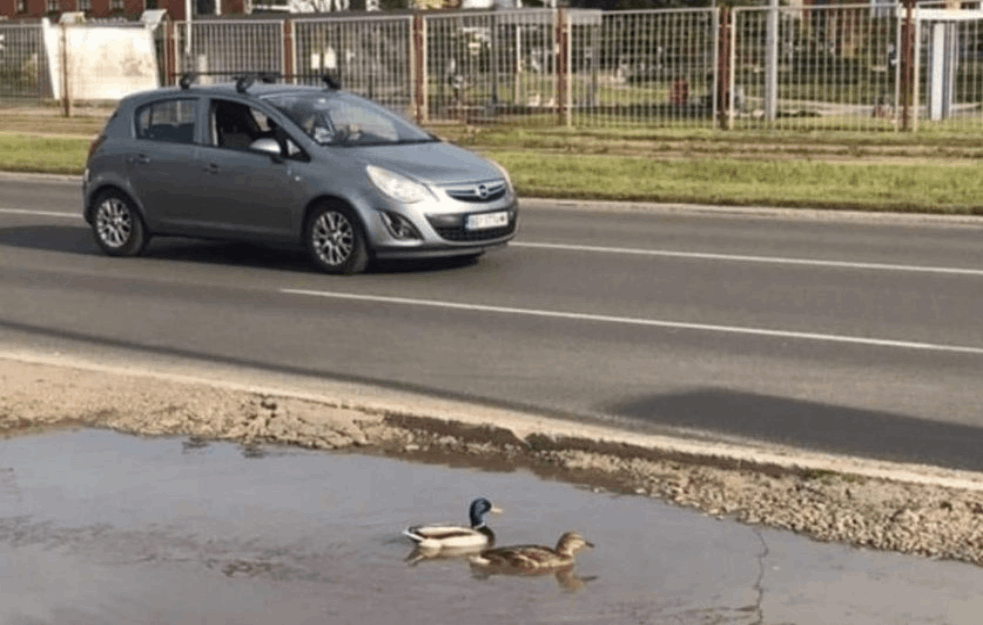 BRIGA PATKE ŠTO NOVI BEOGRAD NEMA MORE: Nesvakidašnji prizor u betonskom pejzažu Bloka 44 (FOTO)